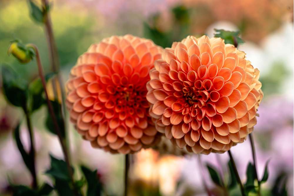 Dahlia 'Jowey Linda'